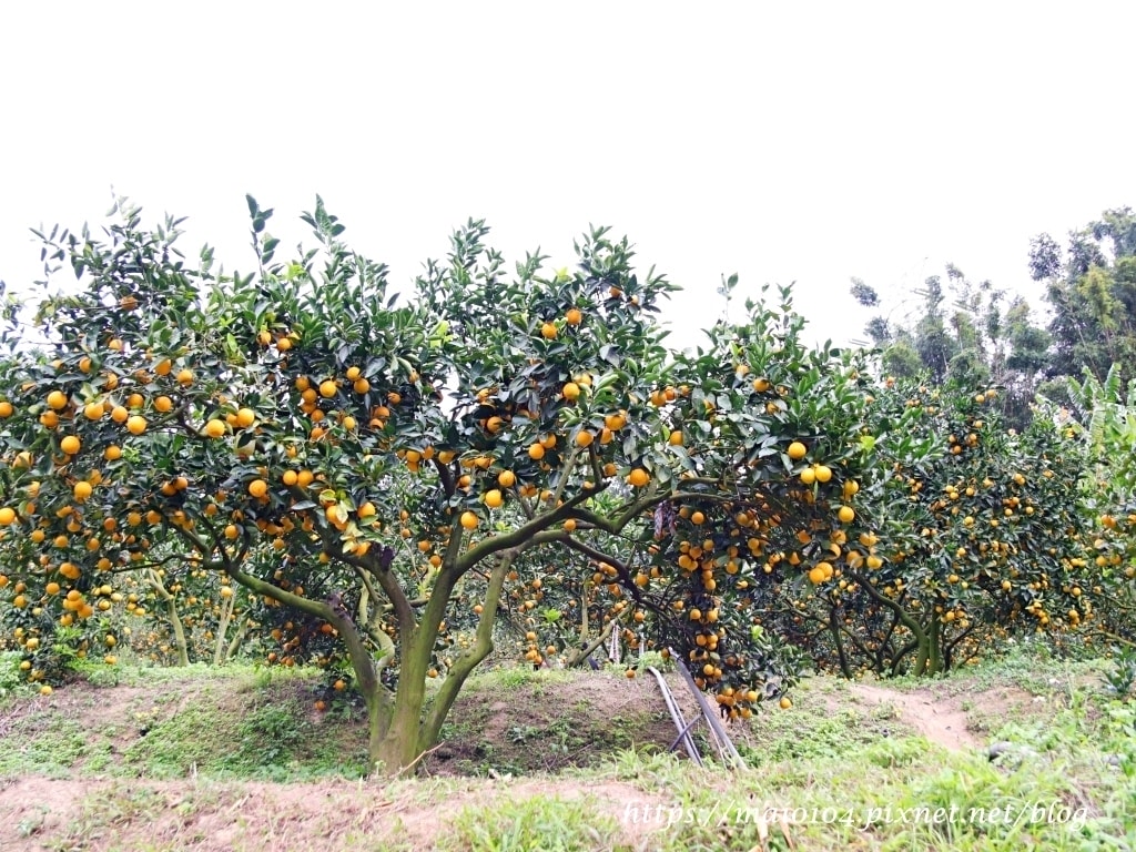 IMG_4266.JPG IMG_4266.JPG