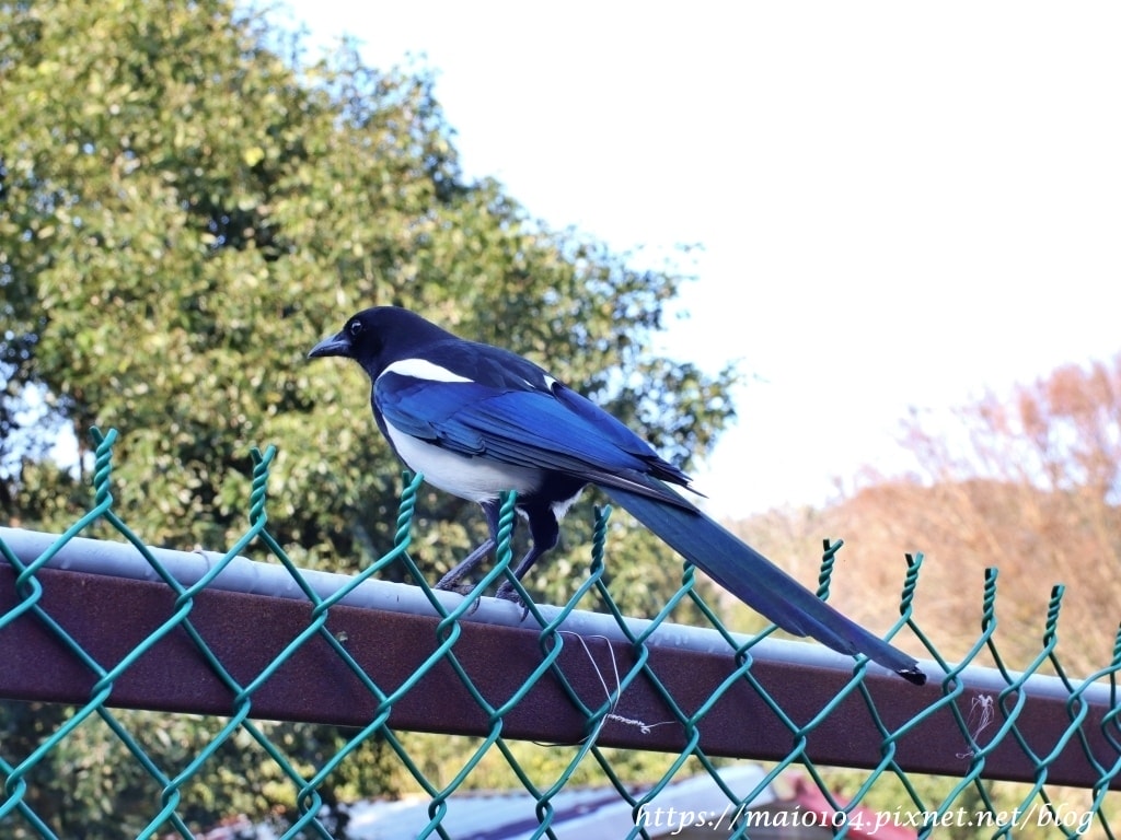 IMG_8518.JPG IMG_8518.JPG