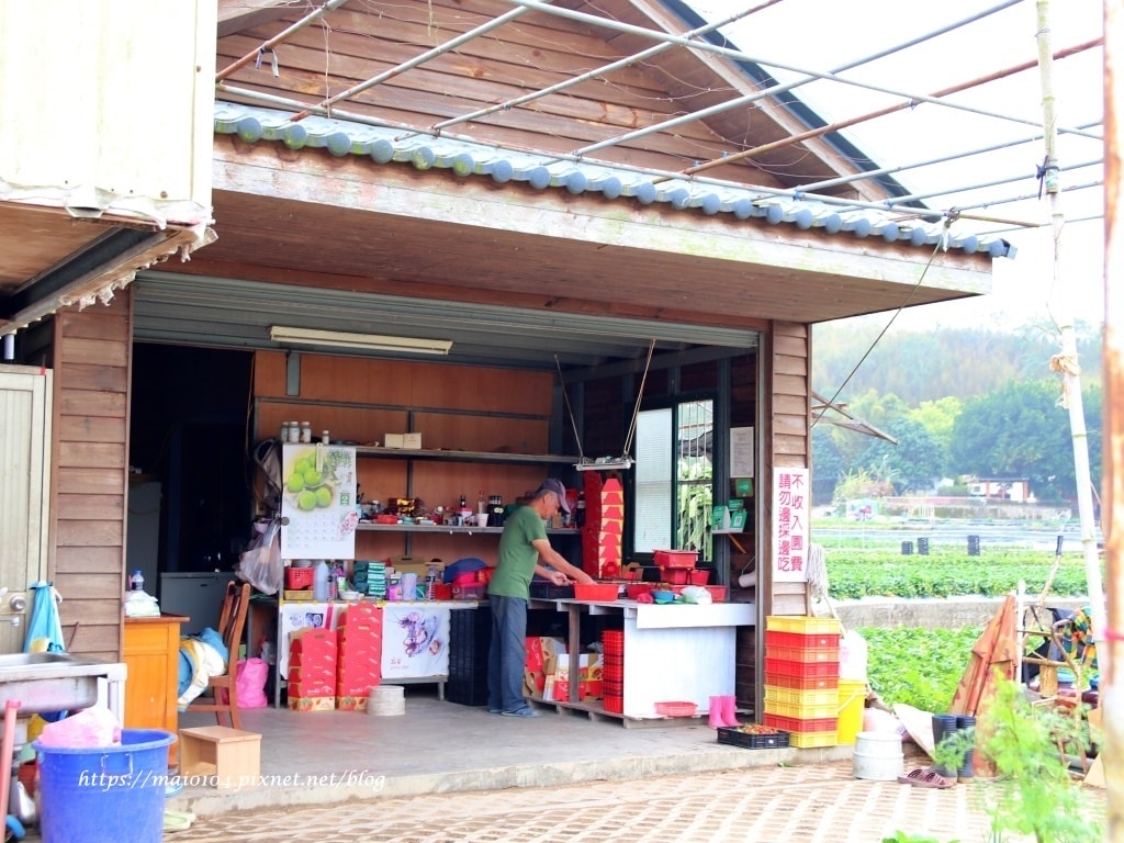 苗栗大湖草莓園推薦｜舞夜天草莓園～免門票、價格親民的高架草莓