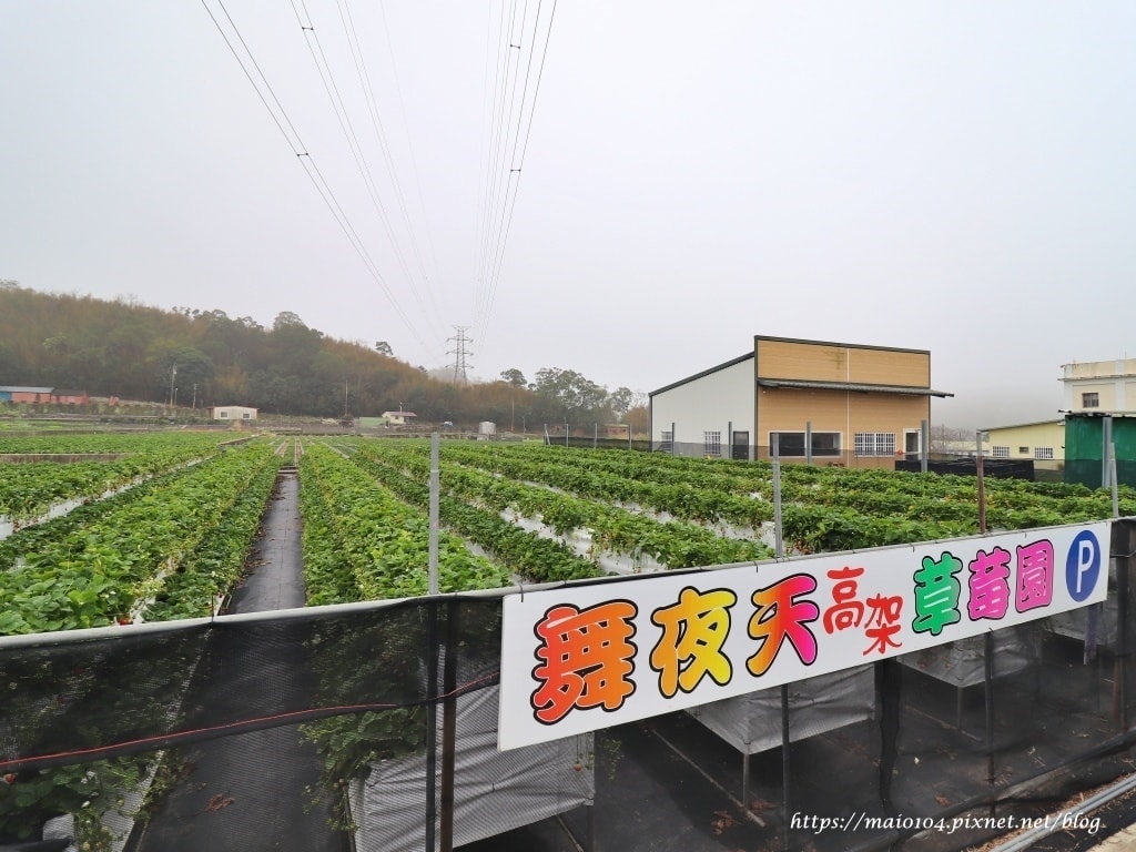 苗栗大湖草莓園推薦｜舞夜天草莓園～免門票、價格親民的高架草莓