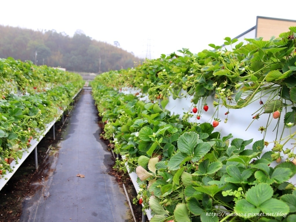 苗栗大湖草莓園推薦｜舞夜天草莓園～免門票、價格親民的高架草莓