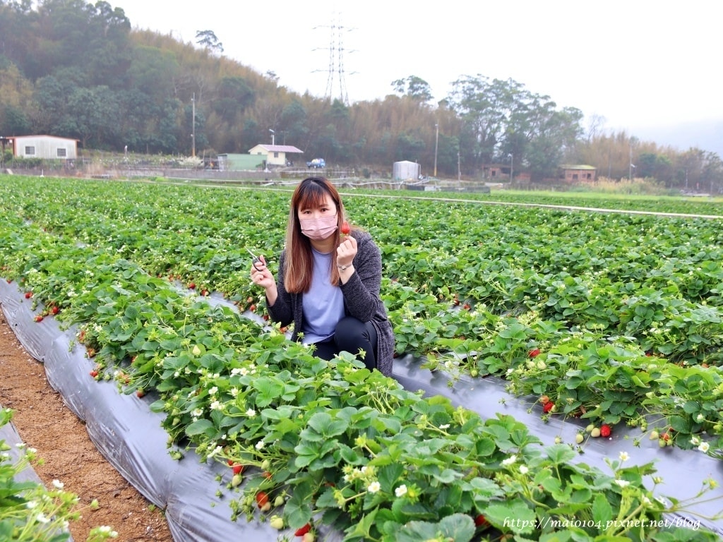 苗栗大湖草莓園推薦｜舞夜天草莓園～免門票、價格親民的高架草莓