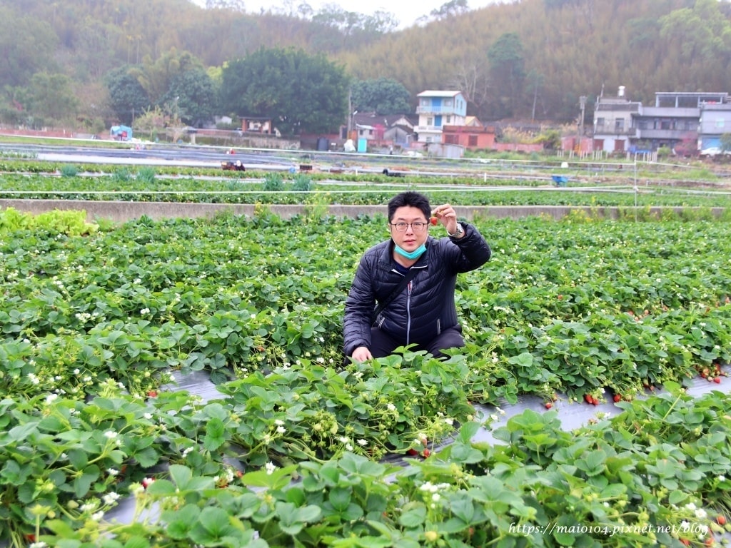 苗栗大湖草莓園推薦｜舞夜天草莓園～免門票、價格親民的高架草莓