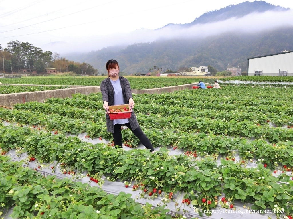苗栗大湖草莓園推薦｜舞夜天草莓園～免門票、價格親民的高架草莓
