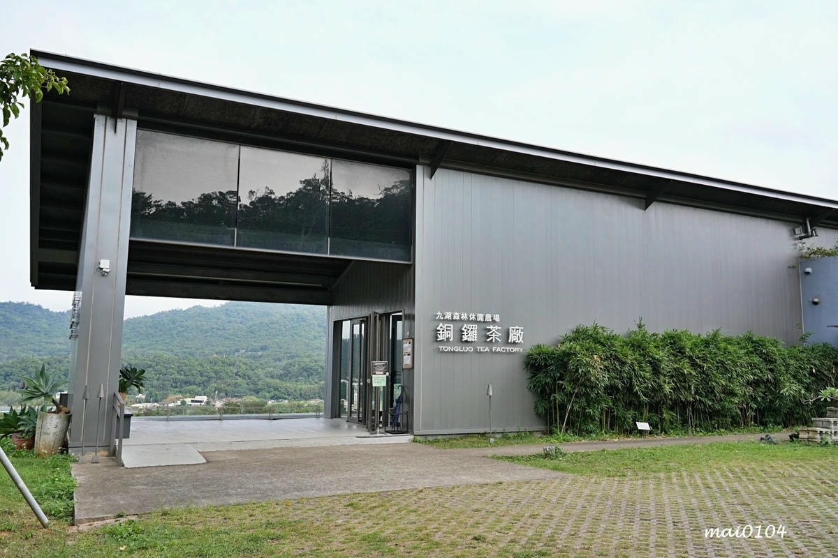 苗栗景點｜苗栗銅鑼茶廠～不用跑到高山上也能享受茶園靜謐之美，