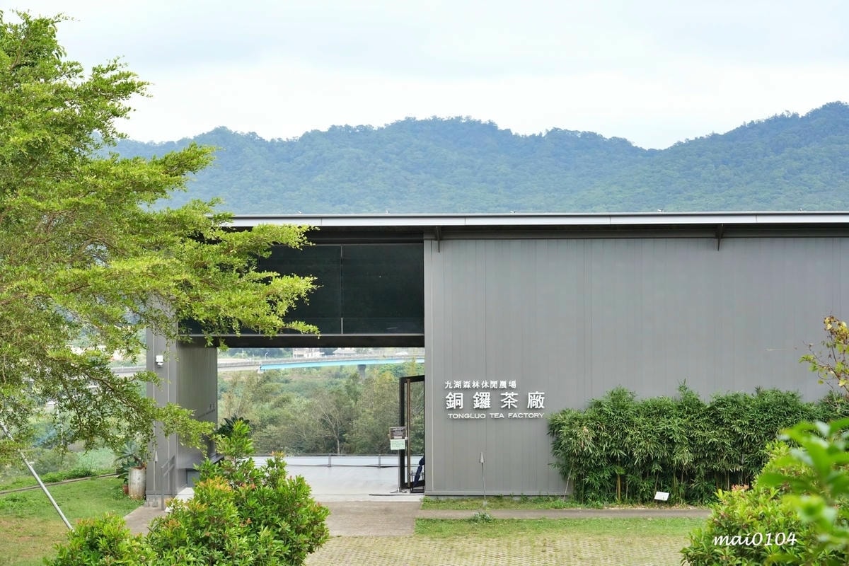 苗栗景點｜苗栗銅鑼茶廠～不用跑到高山上也能享受茶園靜謐之美，
