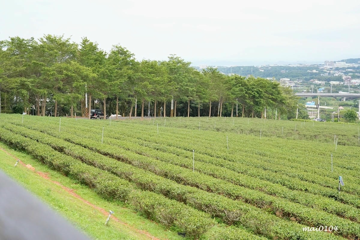苗栗景點｜苗栗銅鑼茶廠～不用跑到高山上也能享受茶園靜謐之美，