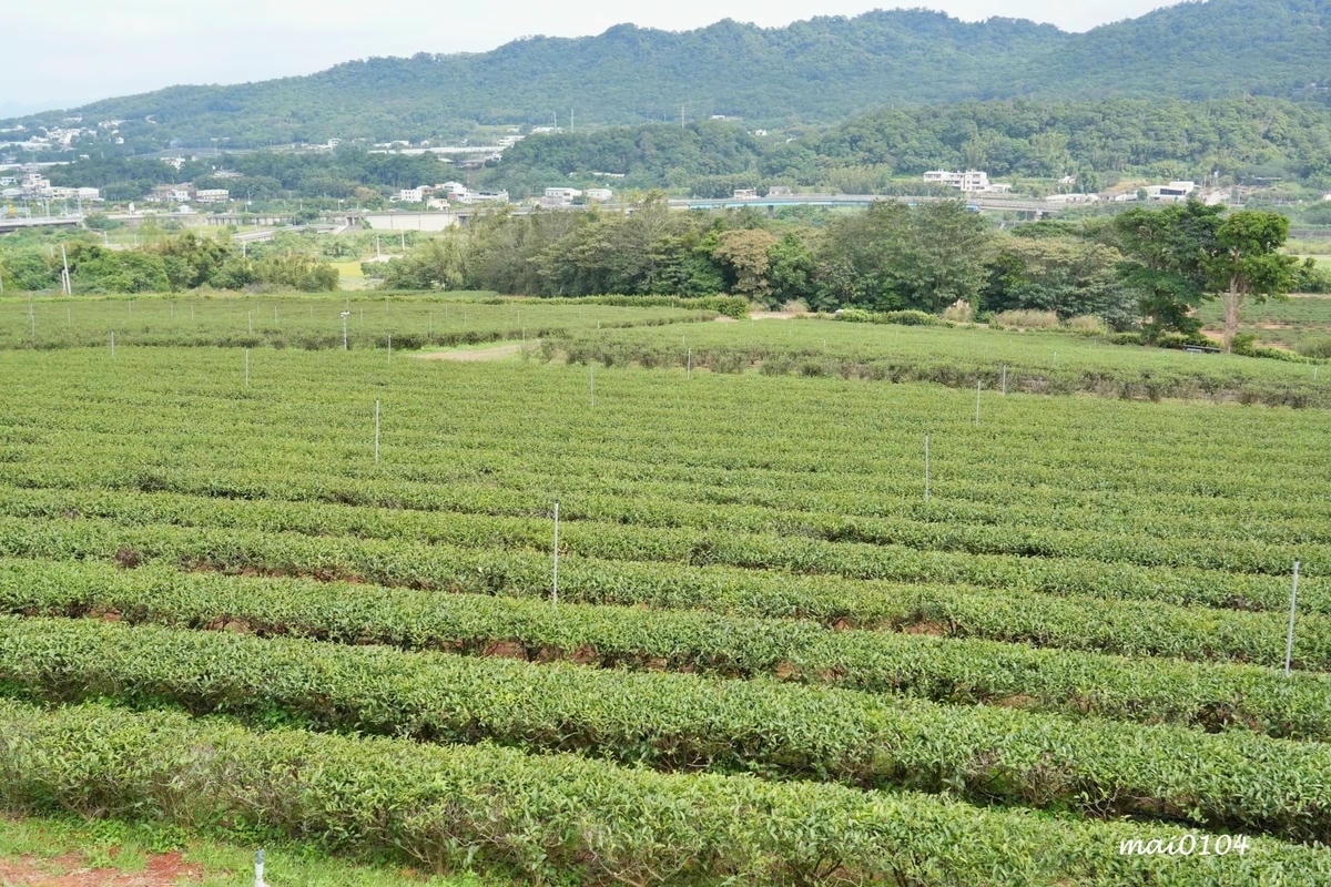 苗栗景點｜苗栗銅鑼茶廠～不用跑到高山上也能享受茶園靜謐之美，