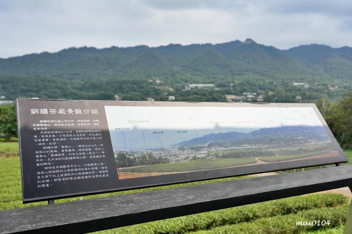 苗栗景點｜苗栗銅鑼茶廠～不用跑到高山上也能享受茶園靜謐之美，