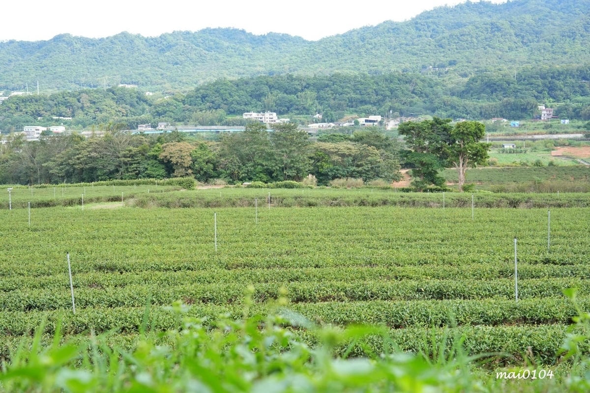 苗栗景點｜苗栗銅鑼茶廠～不用跑到高山上也能享受茶園靜謐之美，