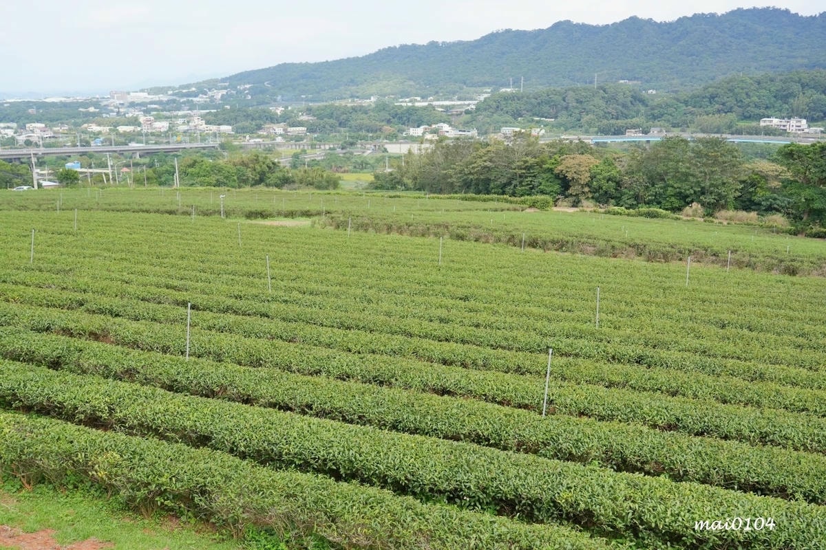 苗栗景點｜苗栗銅鑼茶廠～不用跑到高山上也能享受茶園靜謐之美，