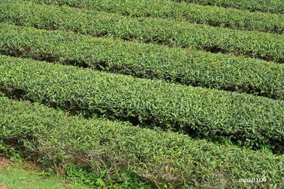 苗栗景點｜苗栗銅鑼茶廠～不用跑到高山上也能享受茶園靜謐之美，
