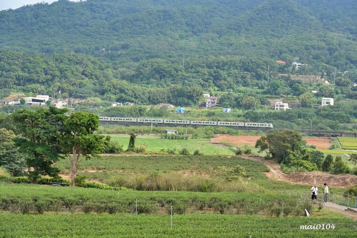 苗栗景點｜苗栗銅鑼茶廠～不用跑到高山上也能享受茶園靜謐之美，