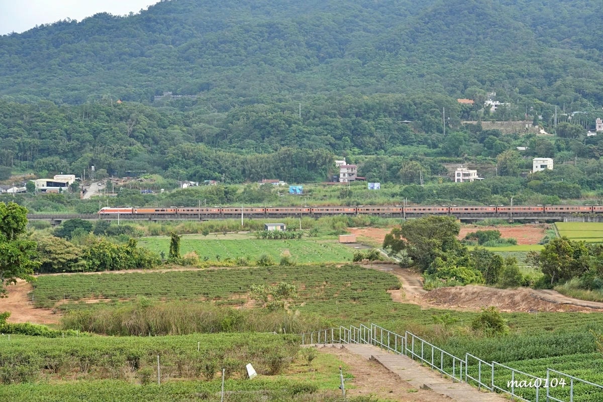 苗栗景點｜苗栗銅鑼茶廠～不用跑到高山上也能享受茶園靜謐之美，
