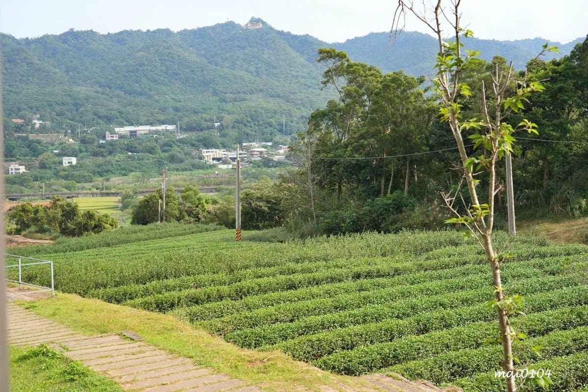 苗栗景點｜苗栗銅鑼茶廠～不用跑到高山上也能享受茶園靜謐之美，