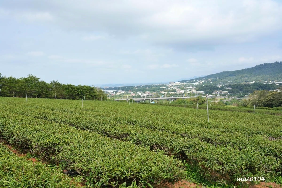 苗栗景點｜苗栗銅鑼茶廠～不用跑到高山上也能享受茶園靜謐之美，