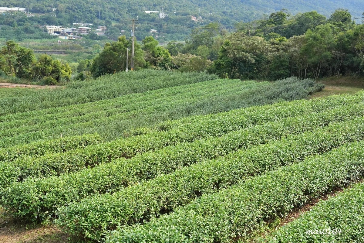 苗栗景點｜苗栗銅鑼茶廠～不用跑到高山上也能享受茶園靜謐之美，