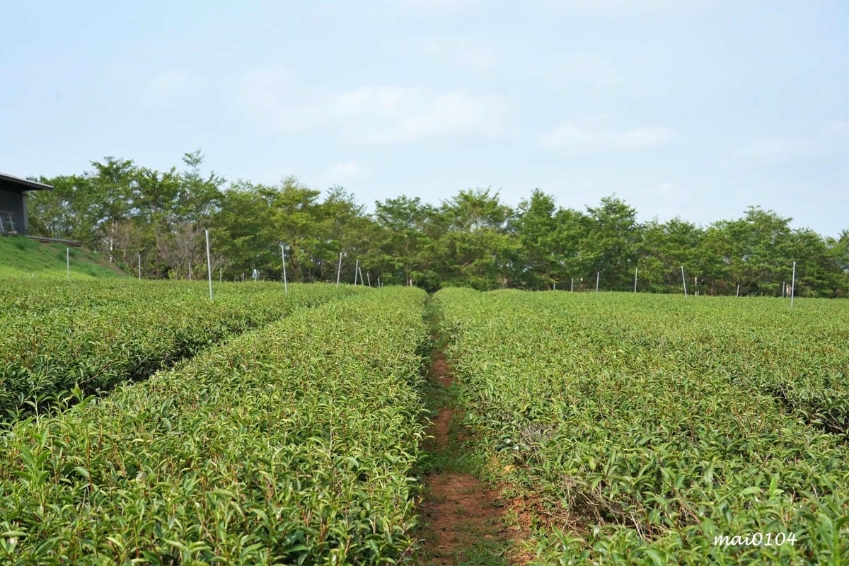 苗栗景點｜苗栗銅鑼茶廠～不用跑到高山上也能享受茶園靜謐之美，