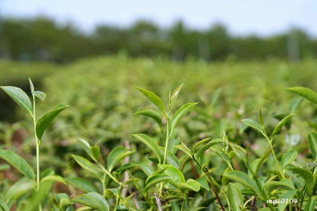 苗栗景點｜苗栗銅鑼茶廠～不用跑到高山上也能享受茶園靜謐之美，