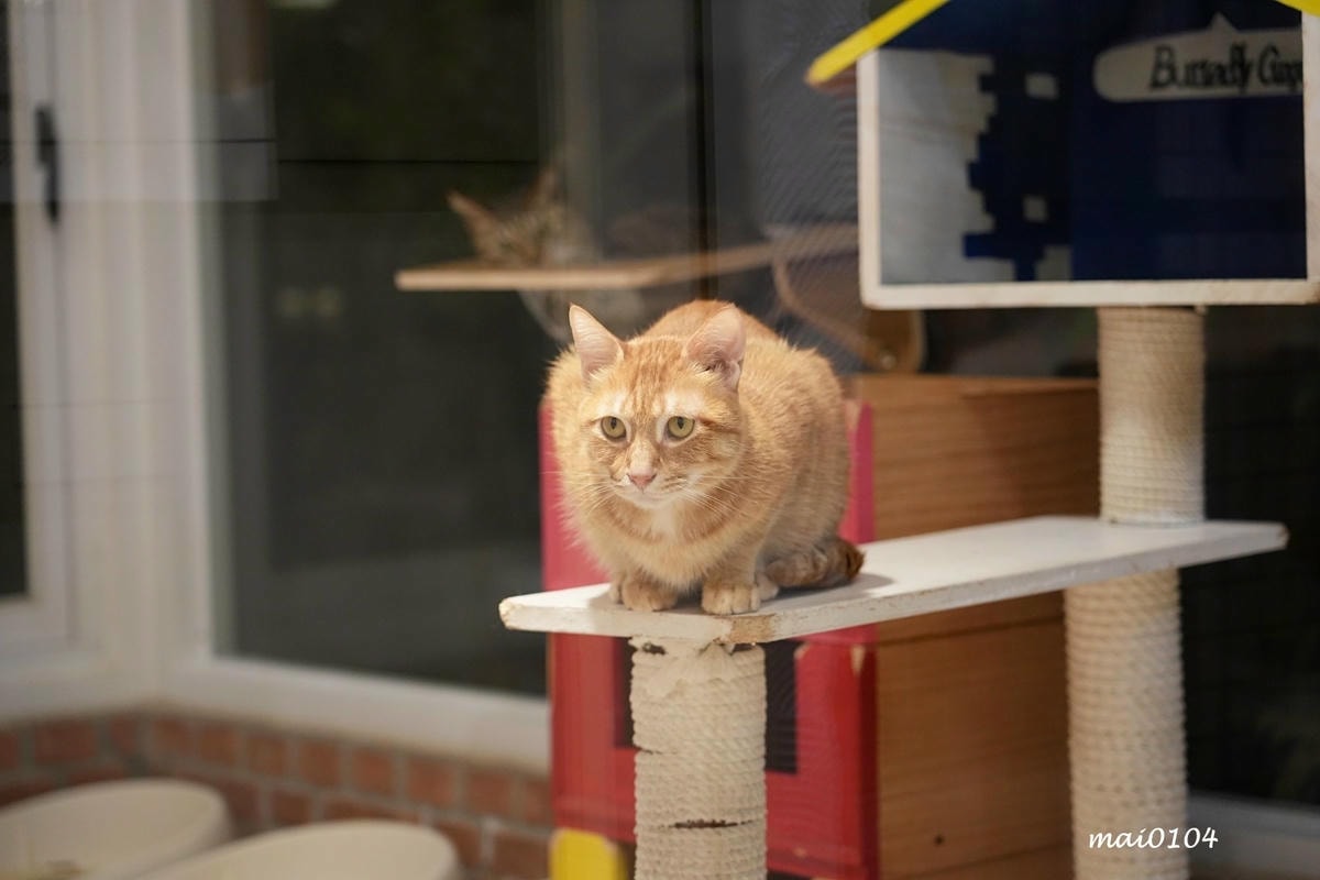 桃園龍潭景觀餐廳|野薑花與貓~野薑花入菜還可以與貓咪近距離接 桃園龍潭景觀餐廳|野薑花與貓~野薑花入菜還可以與貓咪近距離接