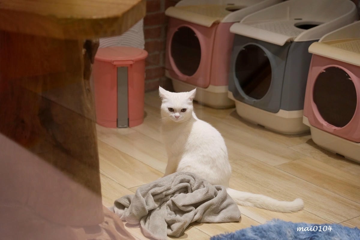 桃園龍潭景觀餐廳|野薑花與貓~野薑花入菜還可以與貓咪近距離接 桃園龍潭景觀餐廳|野薑花與貓~野薑花入菜還可以與貓咪近距離接