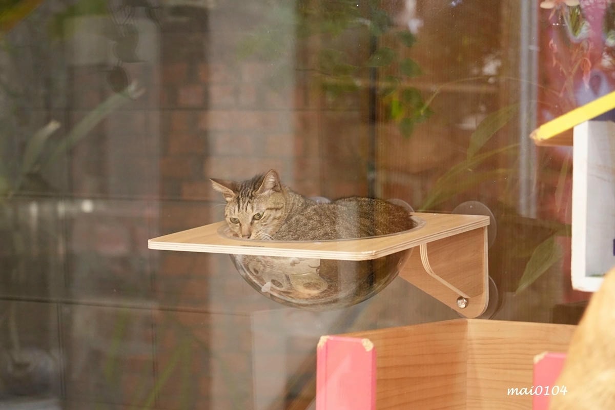 桃園龍潭景觀餐廳|野薑花與貓~野薑花入菜還可以與貓咪近距離接 桃園龍潭景觀餐廳|野薑花與貓~野薑花入菜還可以與貓咪近距離接