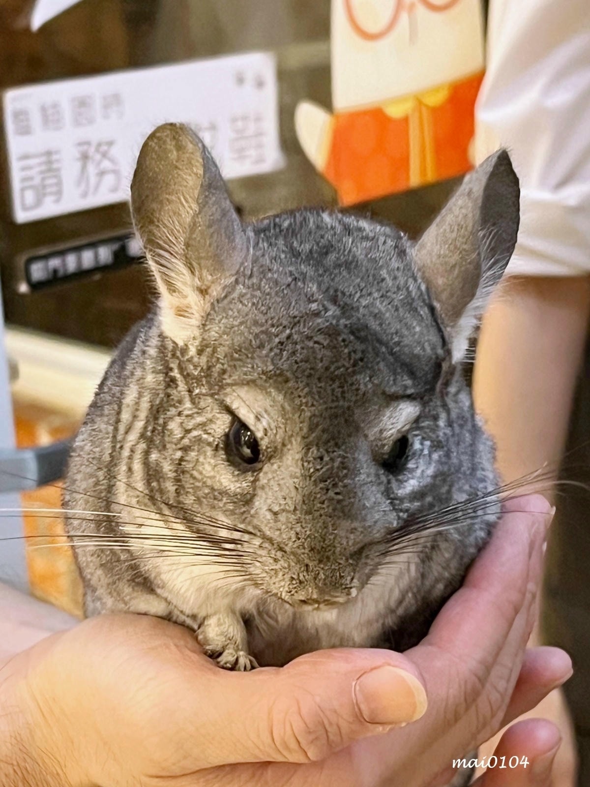 桃園龍潭景觀餐廳|野薑花與貓~野薑花入菜還可以與貓咪近距離接 桃園龍潭景觀餐廳|野薑花與貓~野薑花入菜還可以與貓咪近距離接