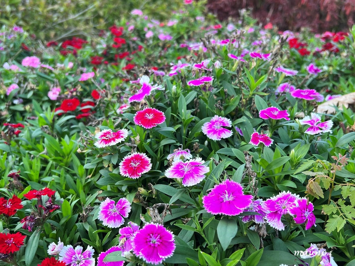桃園新屋|忻林咖啡~隱身在鄉村田園中的咖啡廳,大片草地、花園 桃園新屋|忻林咖啡~隱身在鄉村田園中的咖啡廳,大片草地、花園