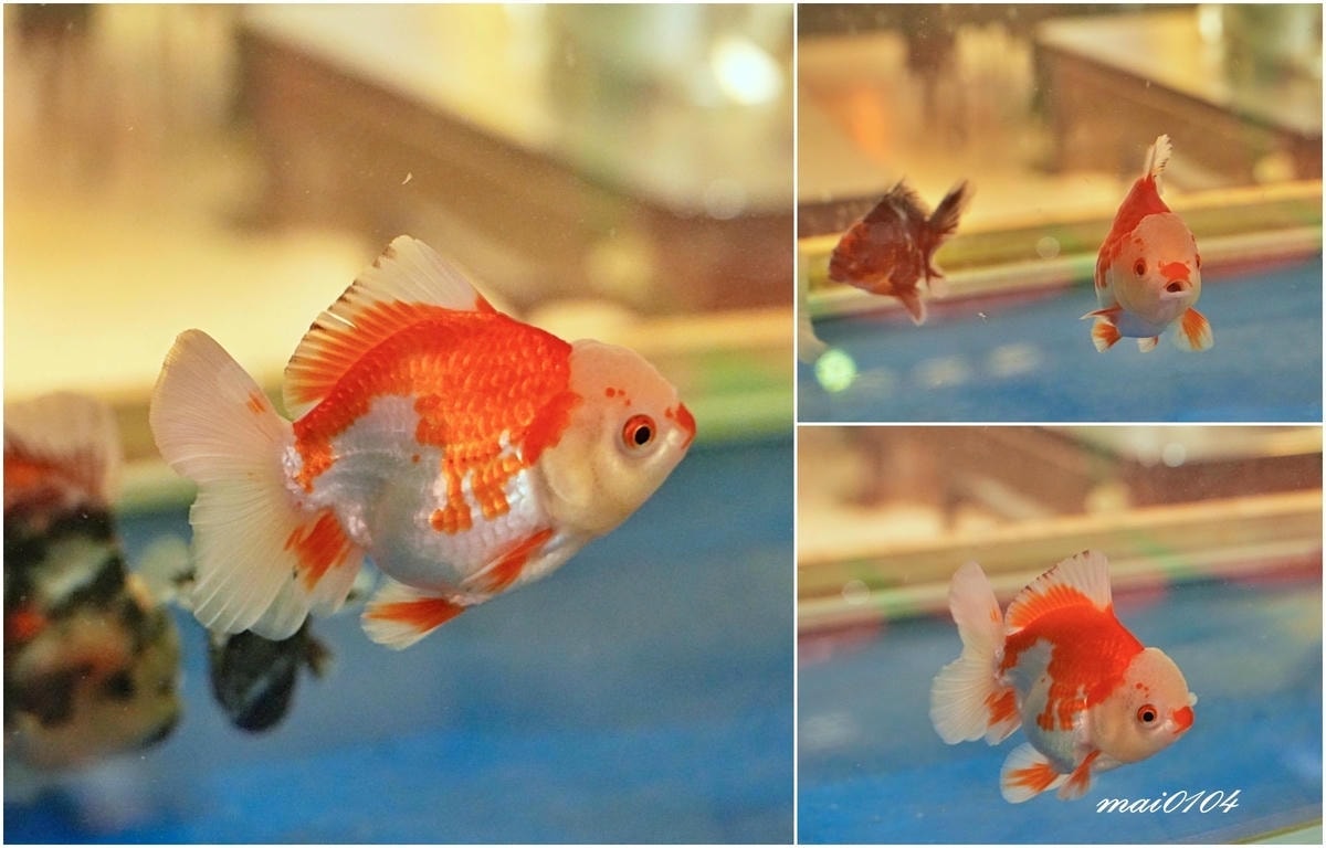 桃園青埔火鍋推薦｜東東石頭火鍋～新開幕！以金魚為主題、桌邊爆