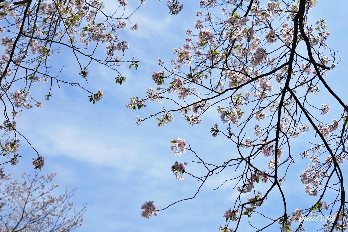 麗星郵輪探索星號六天五夜櫻花限定團!停靠日本鹿兒島、熊本、那 麗星郵輪探索星號六天五夜櫻花限定團!停靠日本鹿兒島、熊本、那