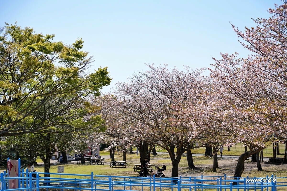麗星郵輪探索星號六天五夜櫻花限定團!停靠日本鹿兒島、熊本、那 麗星郵輪探索星號六天五夜櫻花限定團!停靠日本鹿兒島、熊本、那